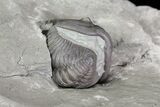 Wide, Enrolled Flexicalymene Trilobite In Shale - Ohio #67654-3